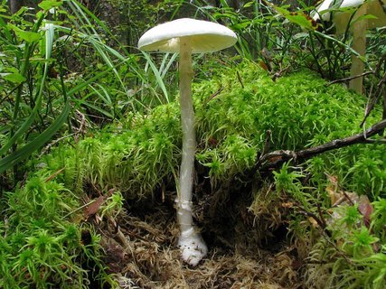 Amanita virosa