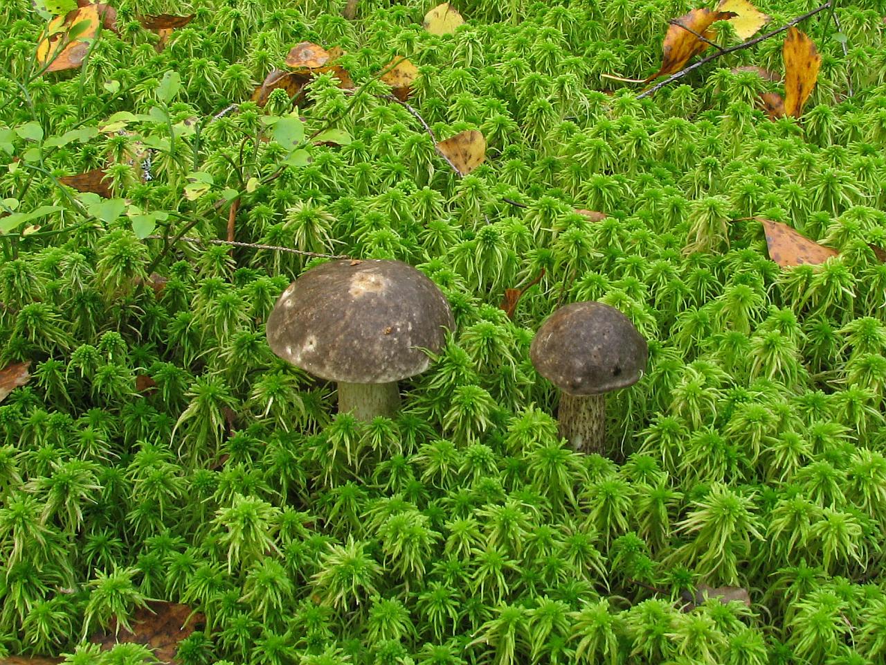 Leccinum variicolor