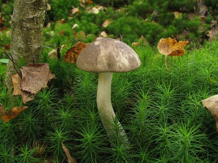 Leccinum variicolor