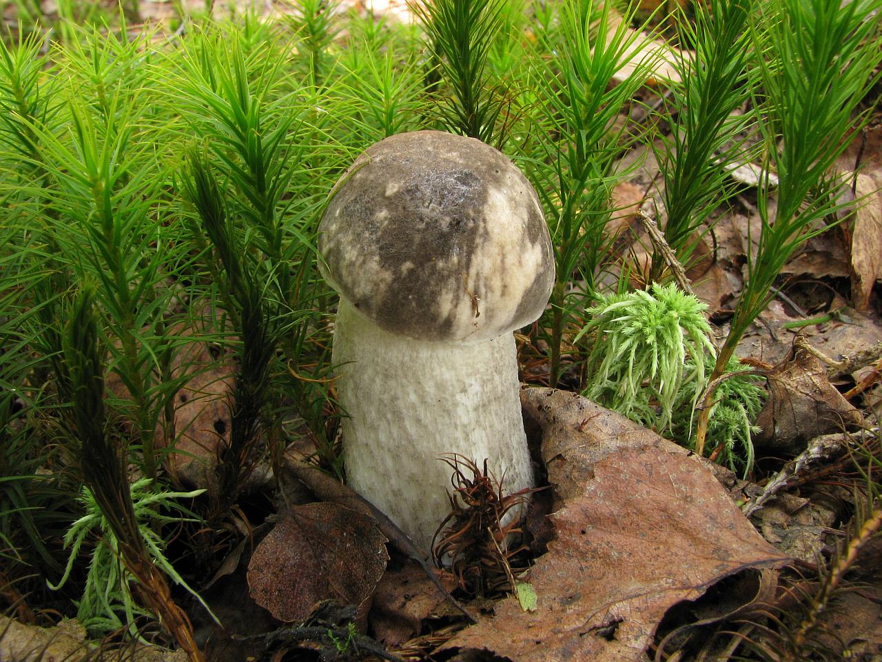 Leccinum variicolor