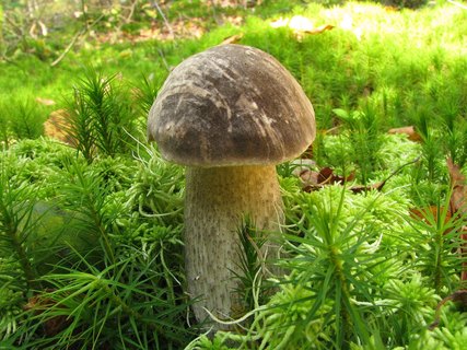Leccinum variicolor