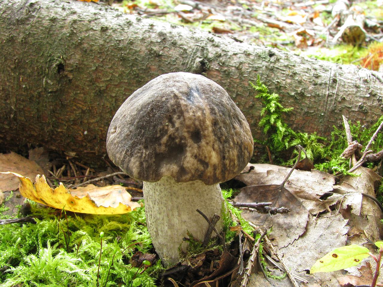 Leccinum variicolor