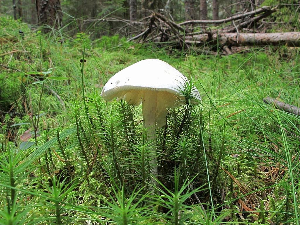 Amanita virosa