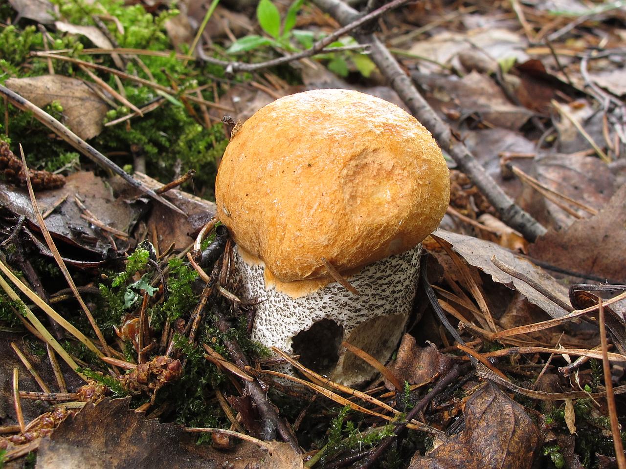 Leccinum versipelle