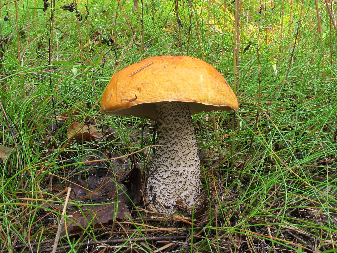 Leccinum versipelle