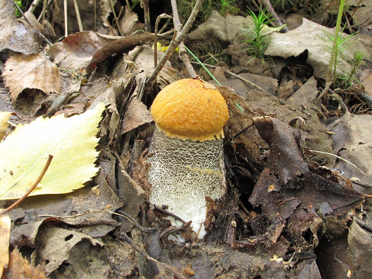 Leccinum versipelle