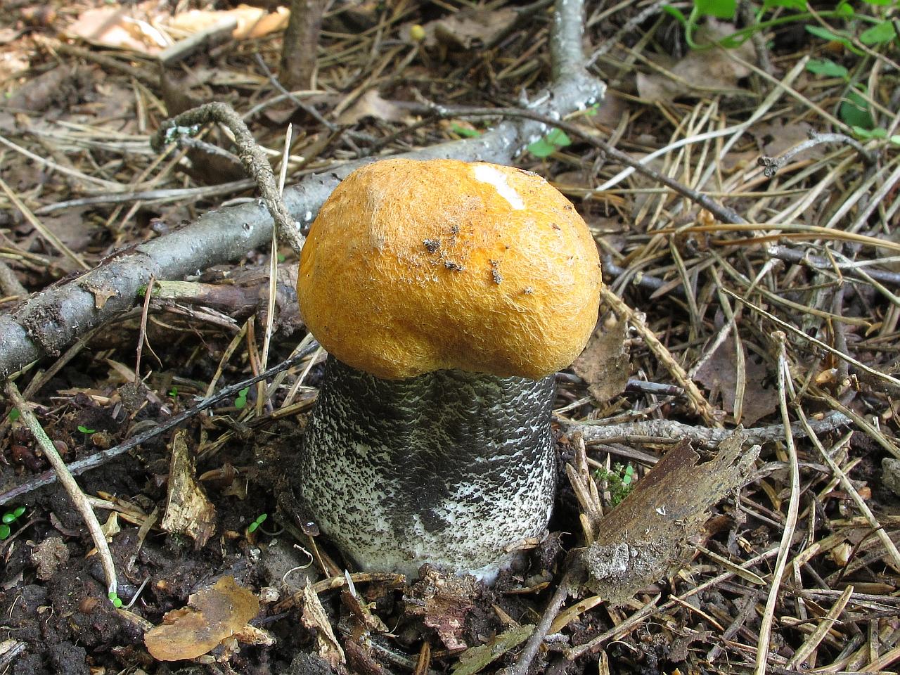 Leccinum versipelle
