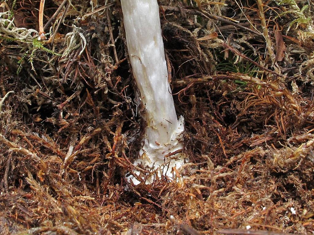 Amanita virosa