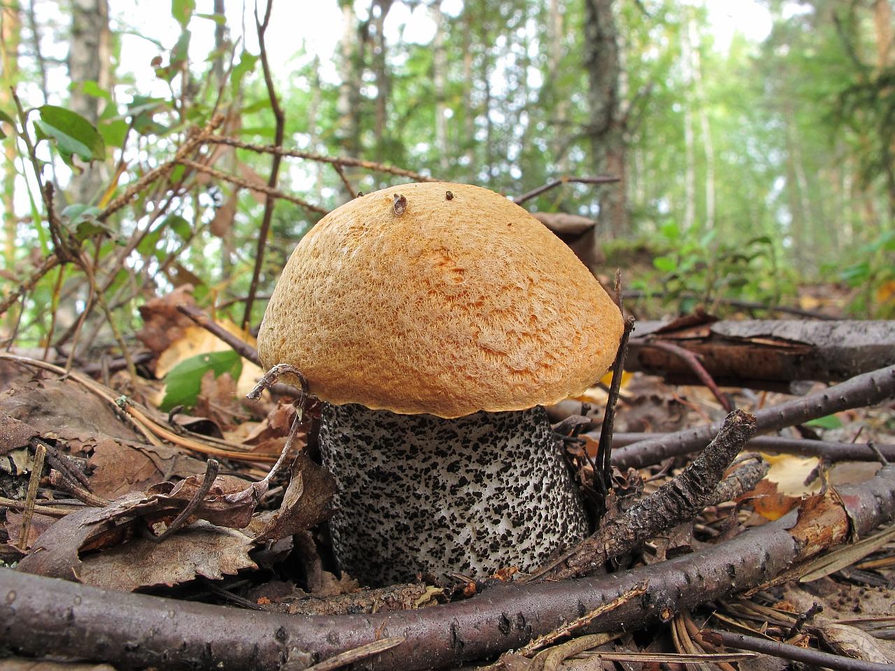 Leccinum versipelle