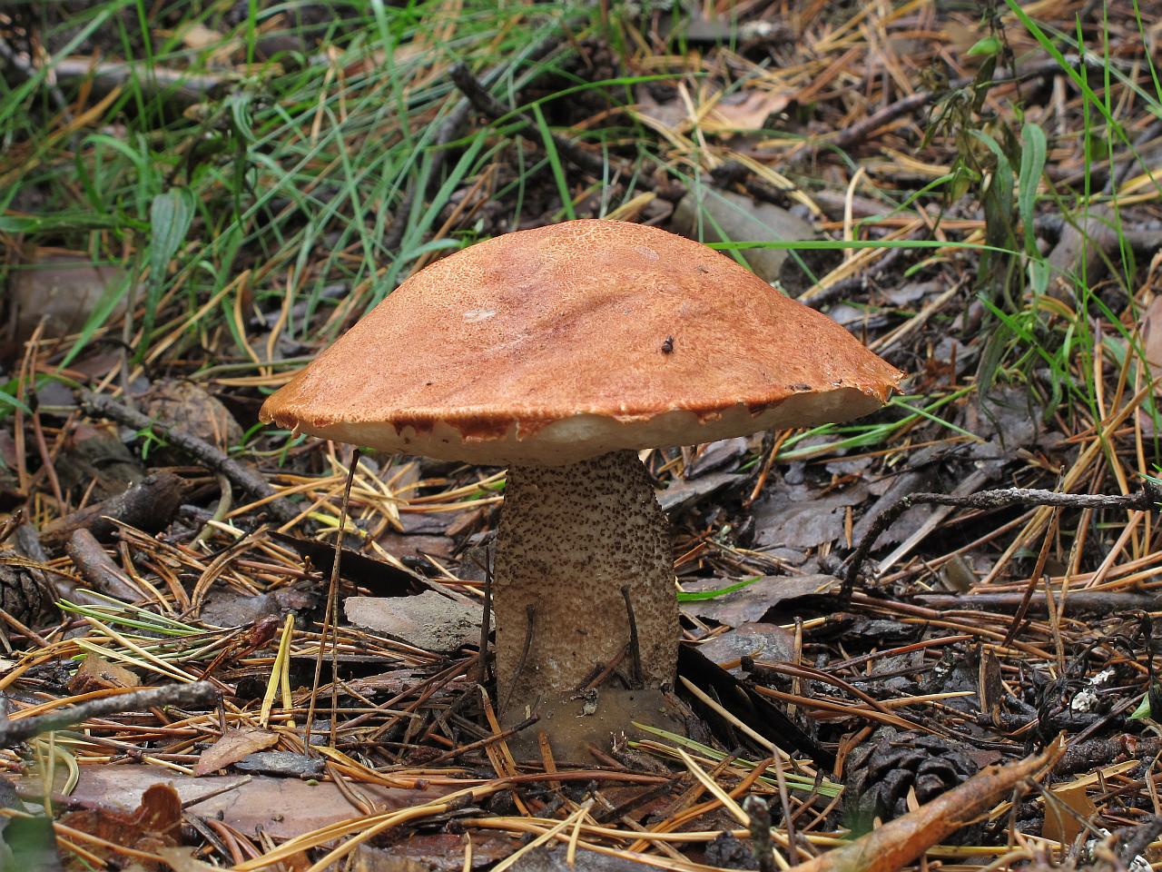 Leccinum vulpinum