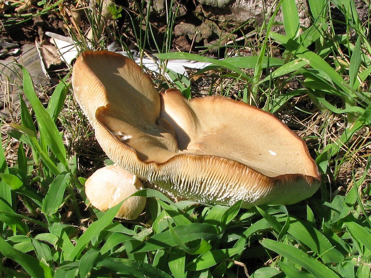 Neolentinus