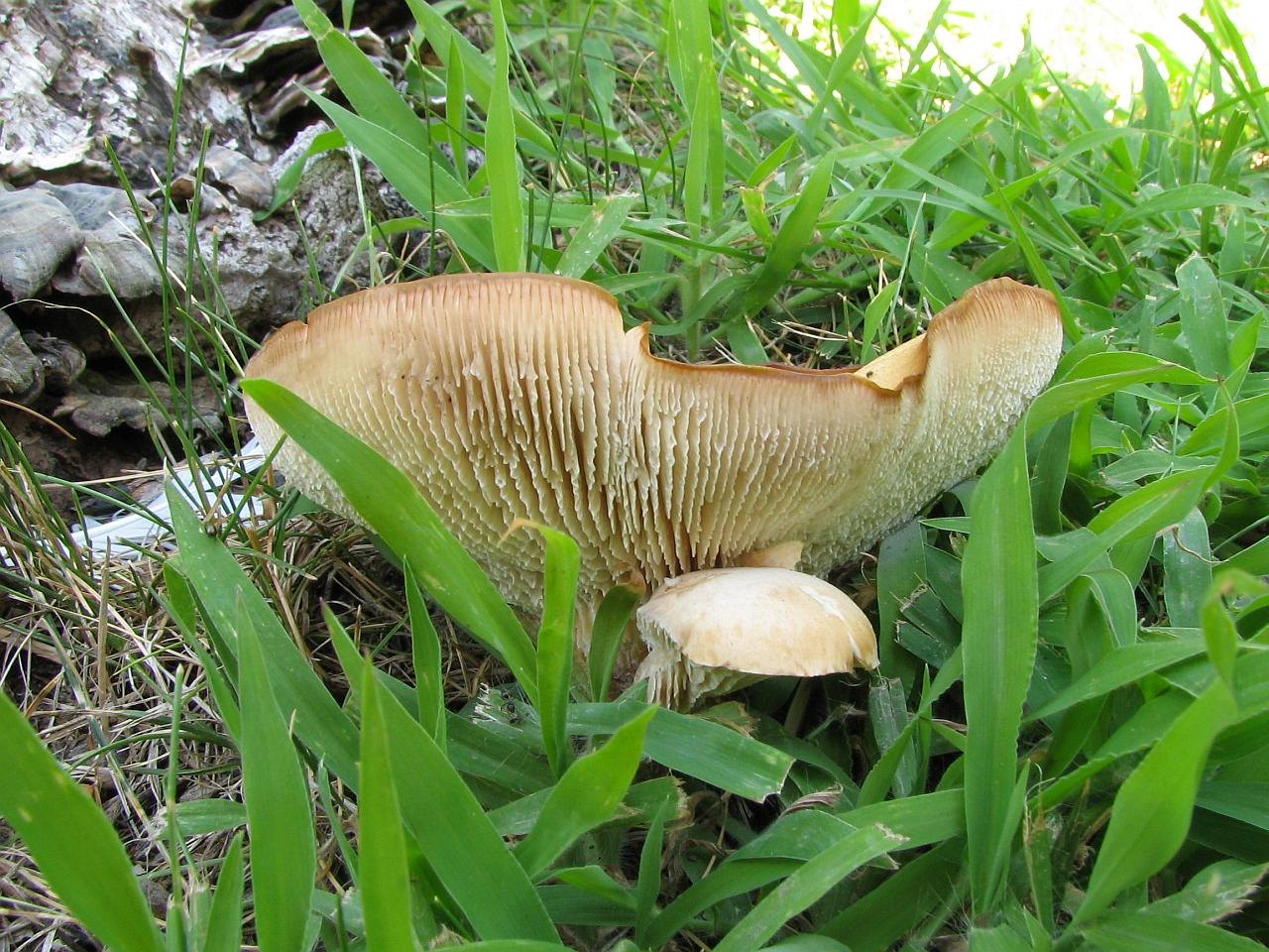 Neolentinus cyathiformis