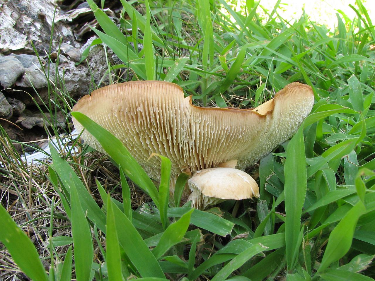 Neolentinus cyathiformis