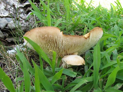 Neolentinus cyathiformis