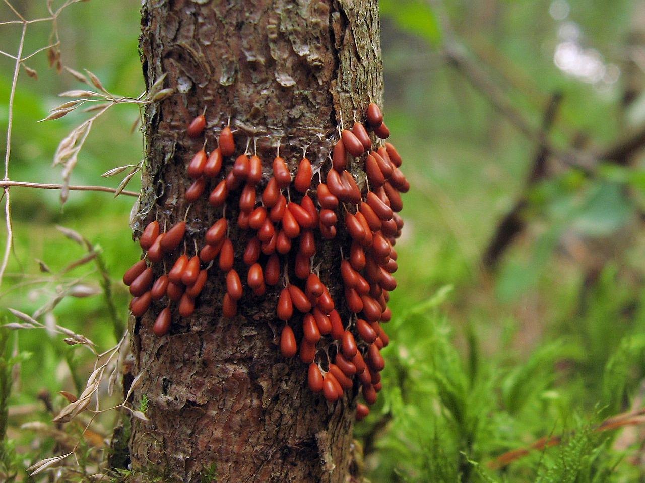 Leocarpus fragilis