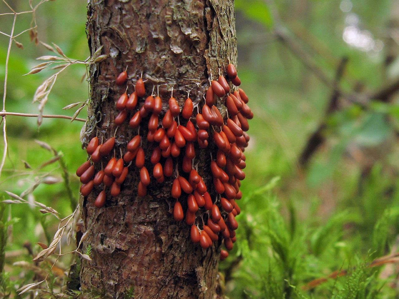 Leocarpus fragilis