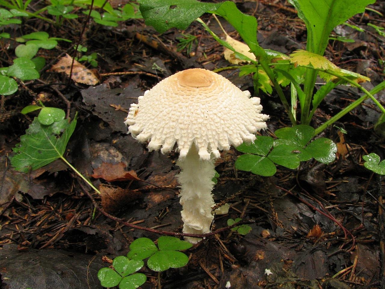 Lepiota