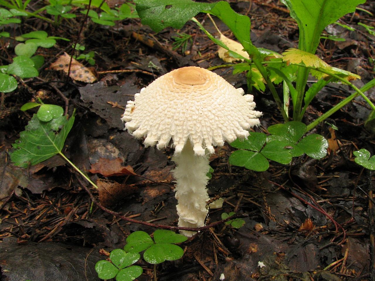 Lepiota clypeolaria