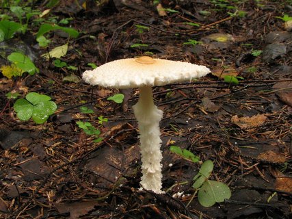 Lepiota clypeolaria