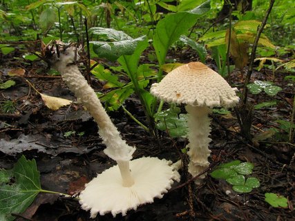Lepiota clypeolaria