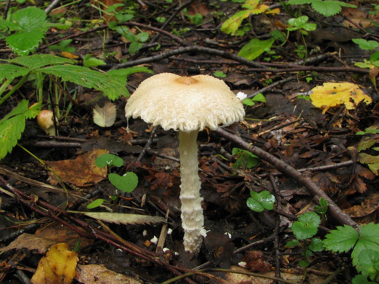 Lepiota clypeolaria