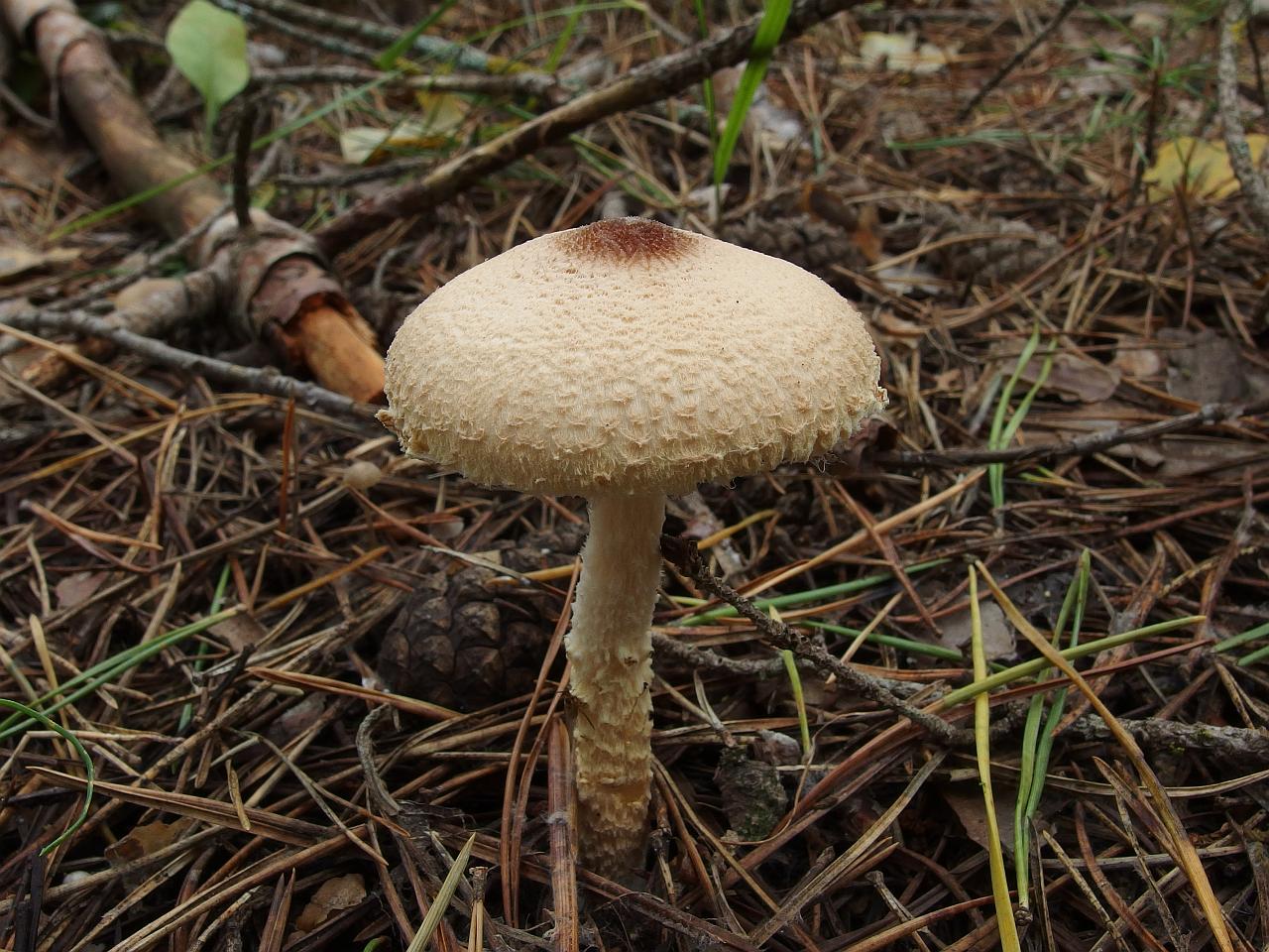 Lepiota magnispora