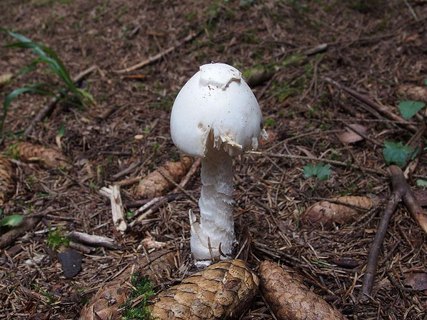 Amanita virosa
