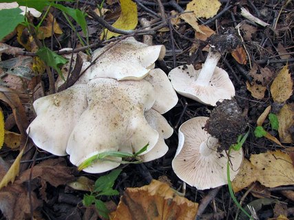 Lepista irina