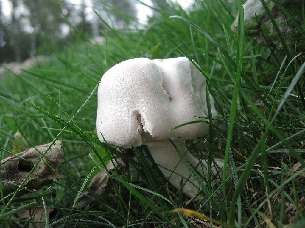 Leucoagaricus leucothites