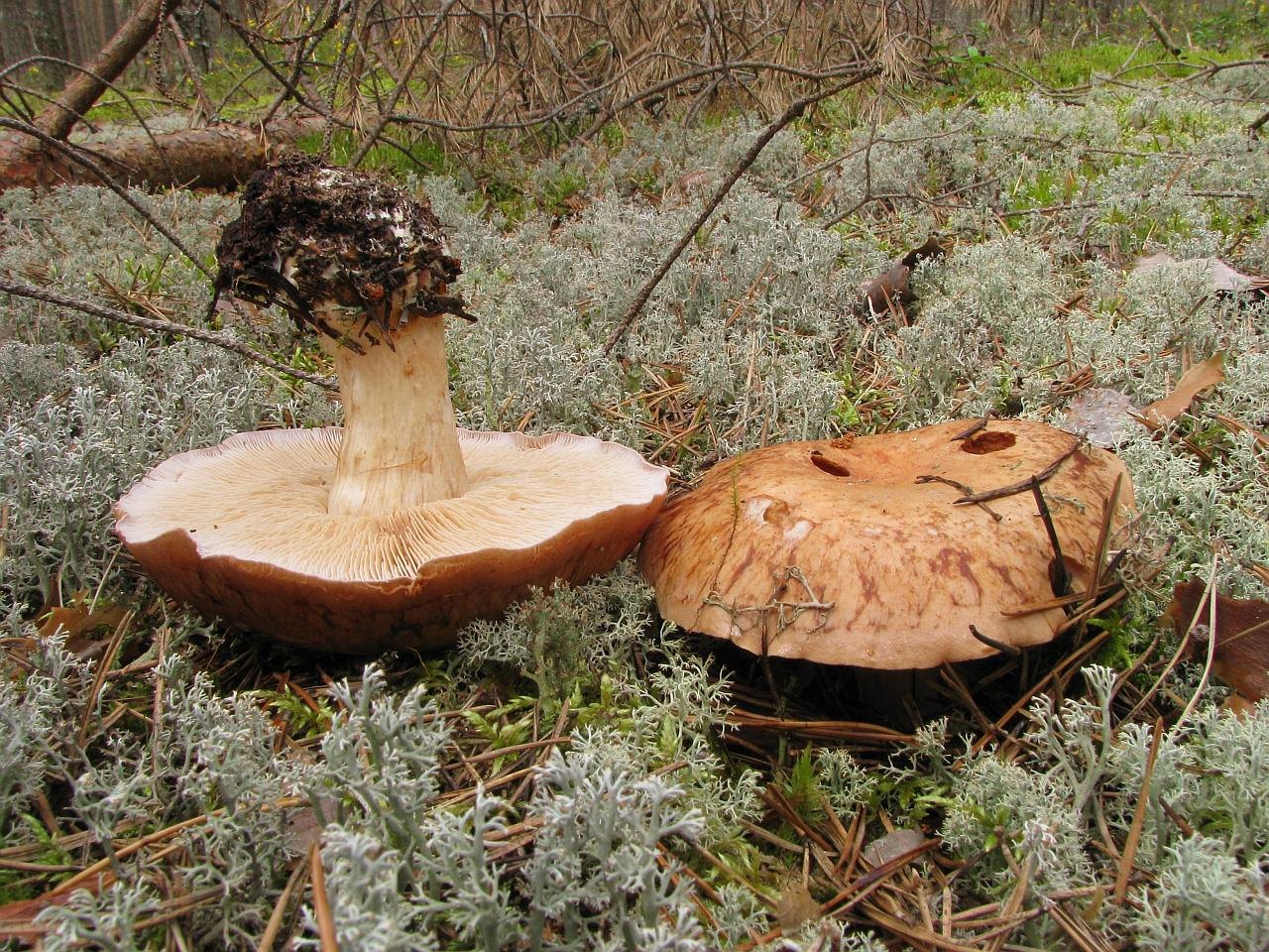 Leucocortinarius