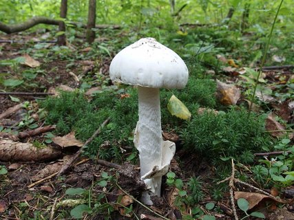 Amanita virosa