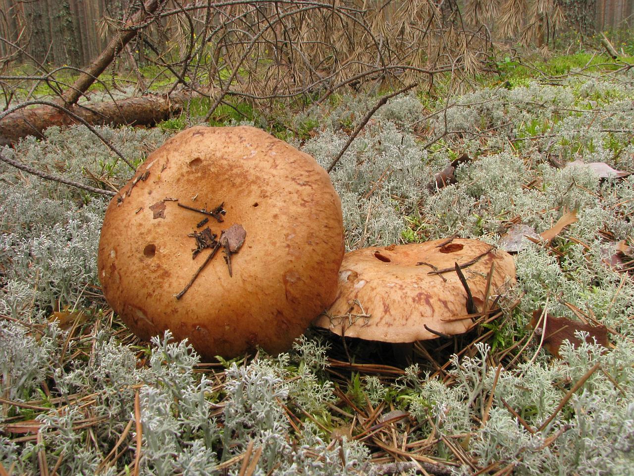 Leucocortinarius bulbiger