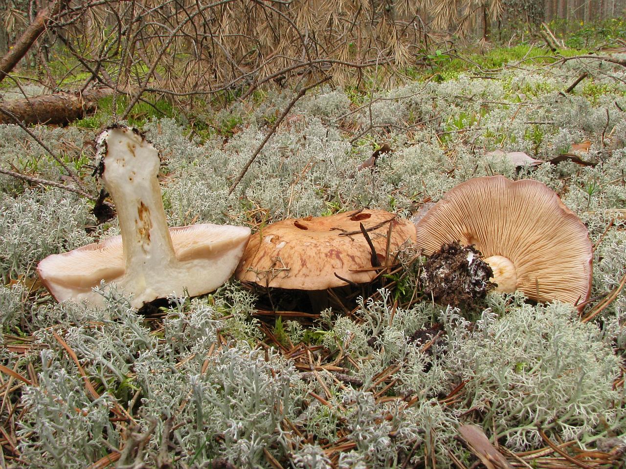 Leucocortinarius bulbiger