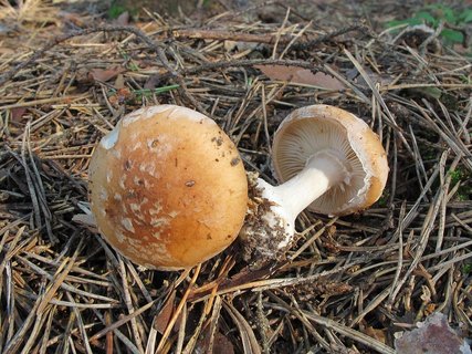 Leucocortinarius bulbiger