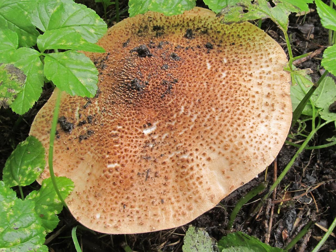 Leucopholiota lignicola