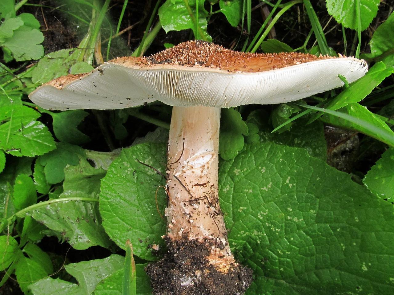 Leucopholiota lignicola
