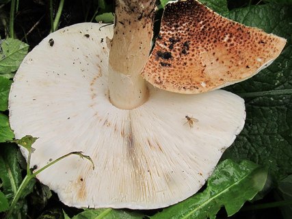 Leucopholiota lignicola