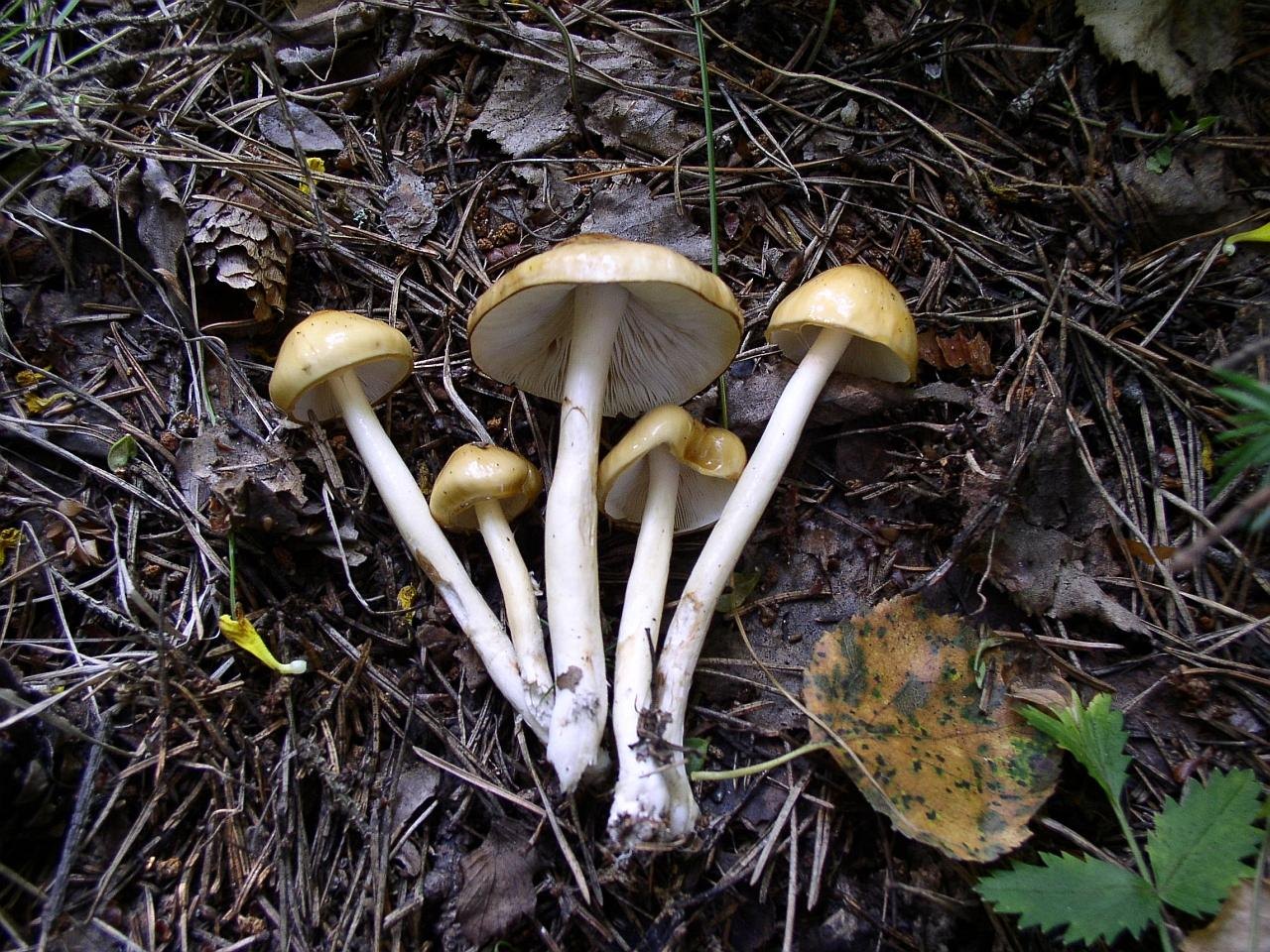 Limacella