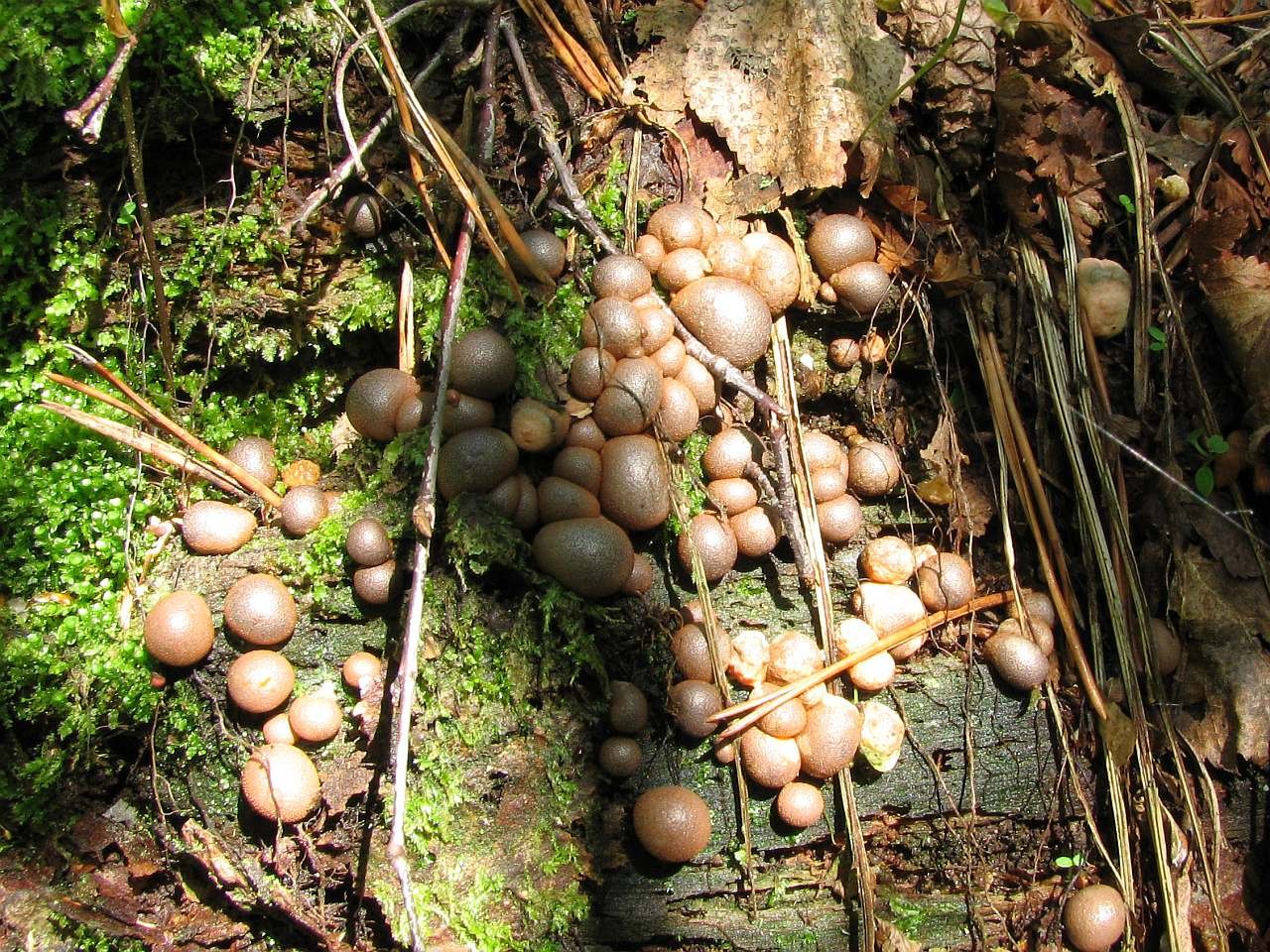 Lycogala
