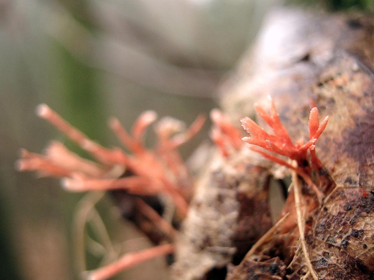 Anthina flammea
