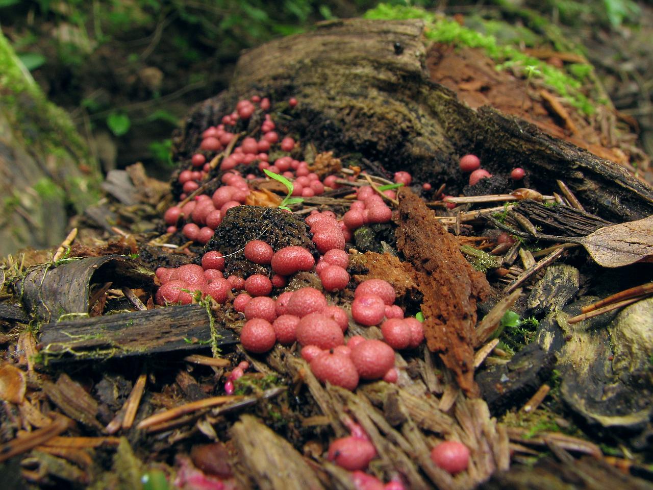 Lycogala epidendrum