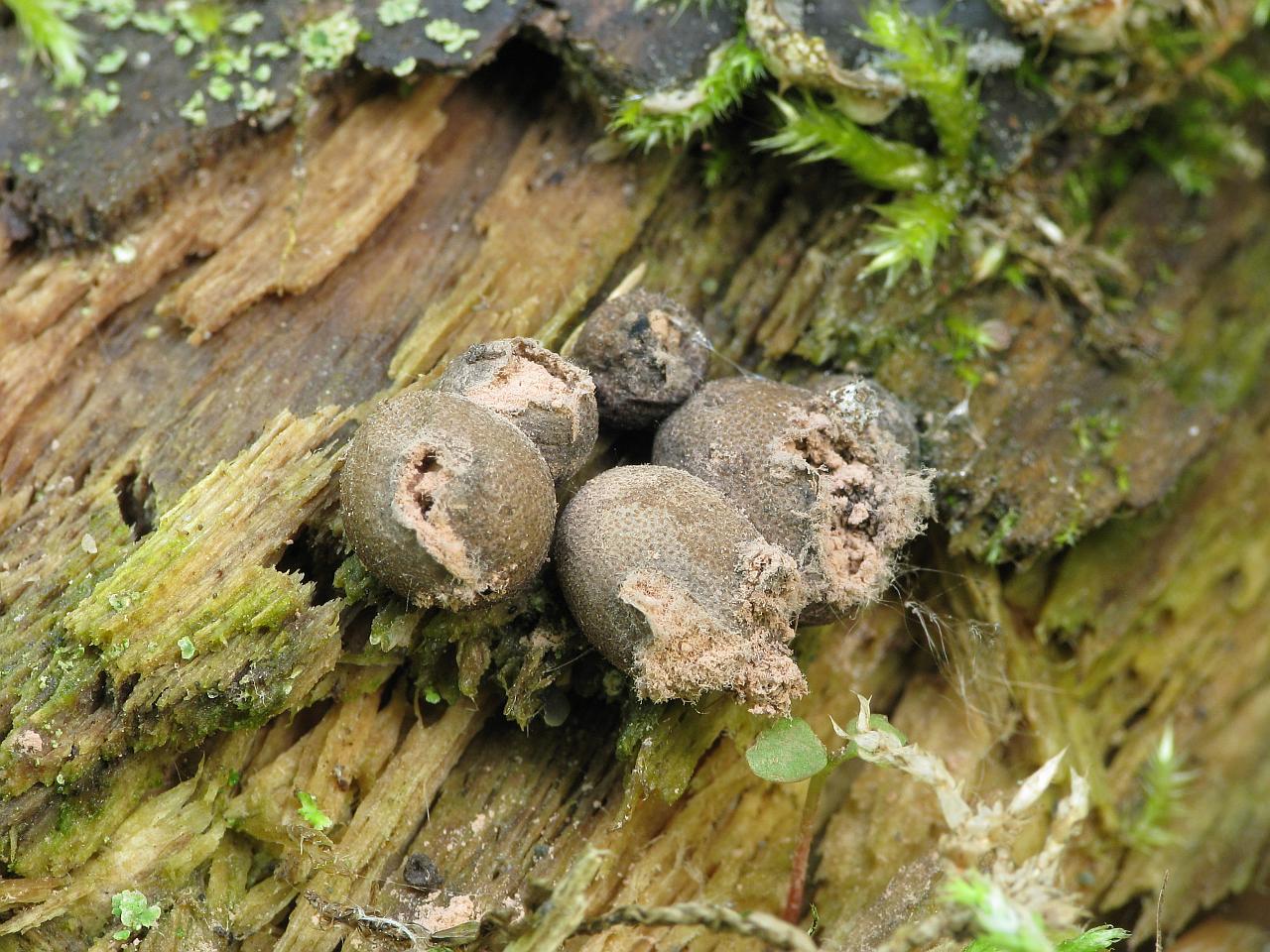 Lycogala epidendrum