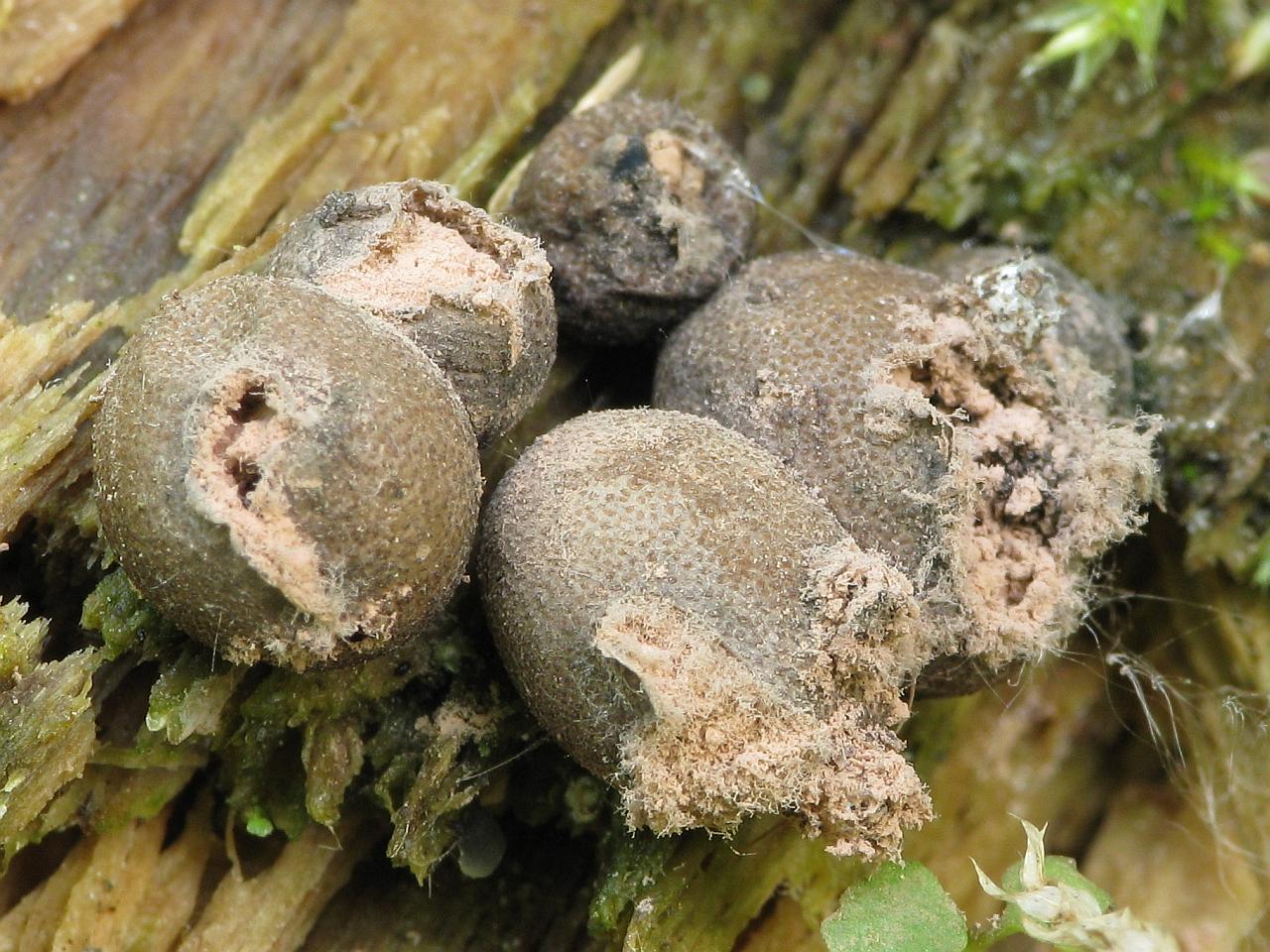 Lycogala epidendrum