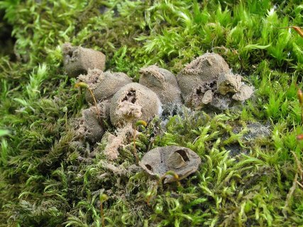 Lycogala epidendrum