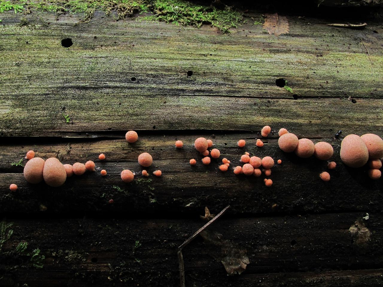 Lycogala epidendrum