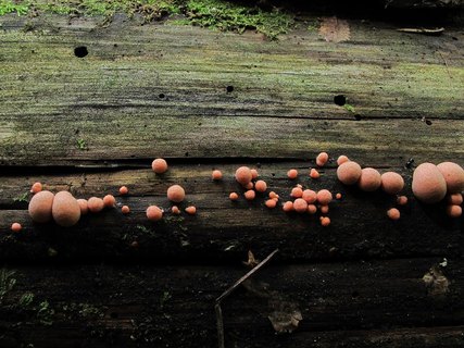 Lycogala epidendrum