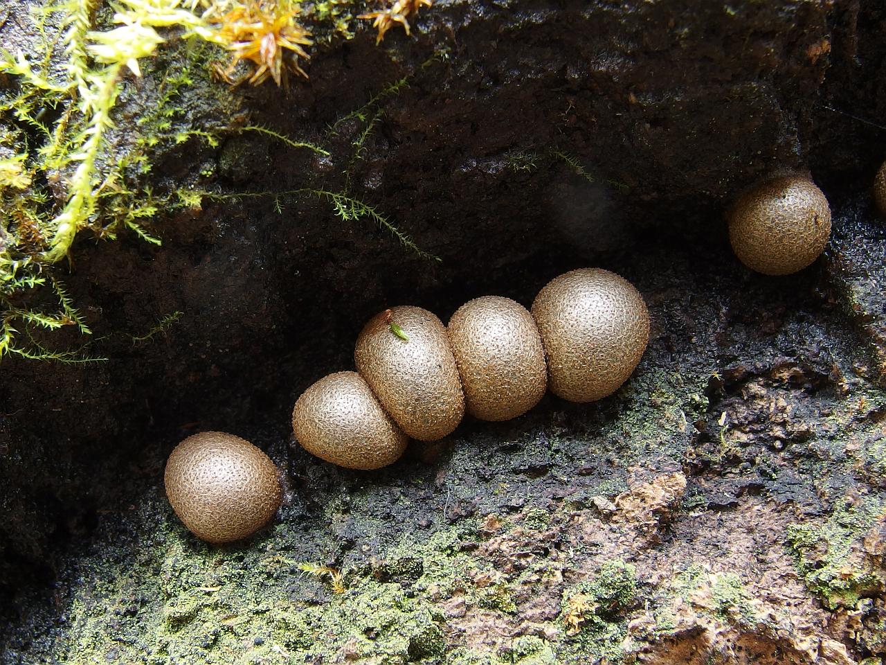 Lycogala epidendrum