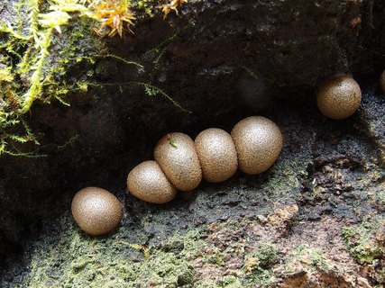 Lycogala epidendrum