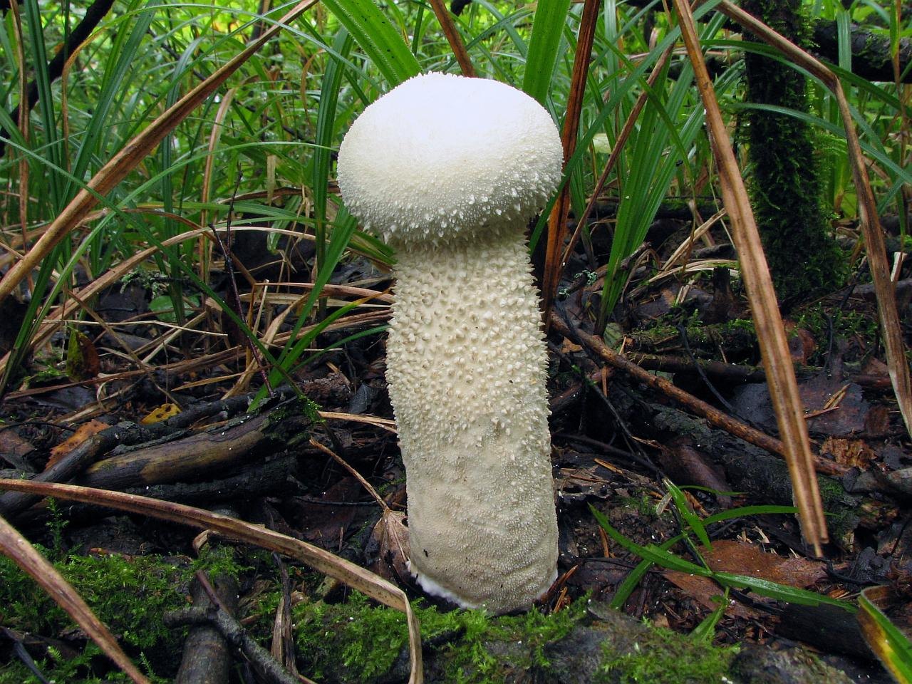 Lycoperdon excipuliforme