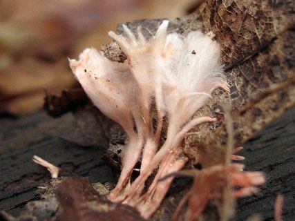 Anthina flammea